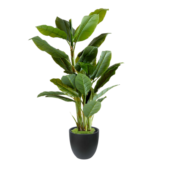 Banana Leaf Tree