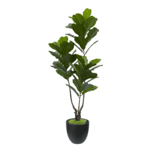 Fiddle Leaf Fig Tree