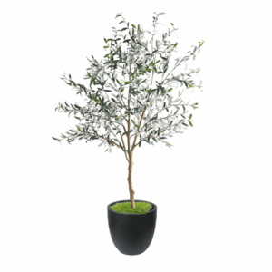 Olive Tree