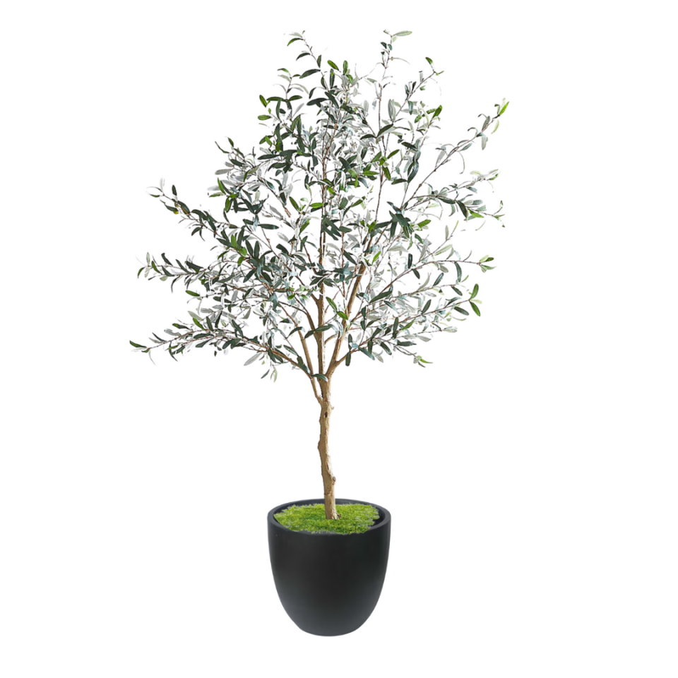 Olive Tree