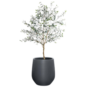 Olive Tree