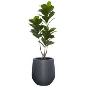 Fiddle Leaf Fig Tree
