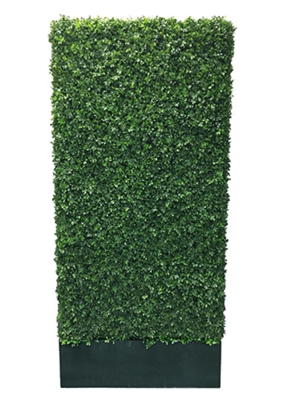 7′ Box Hedge