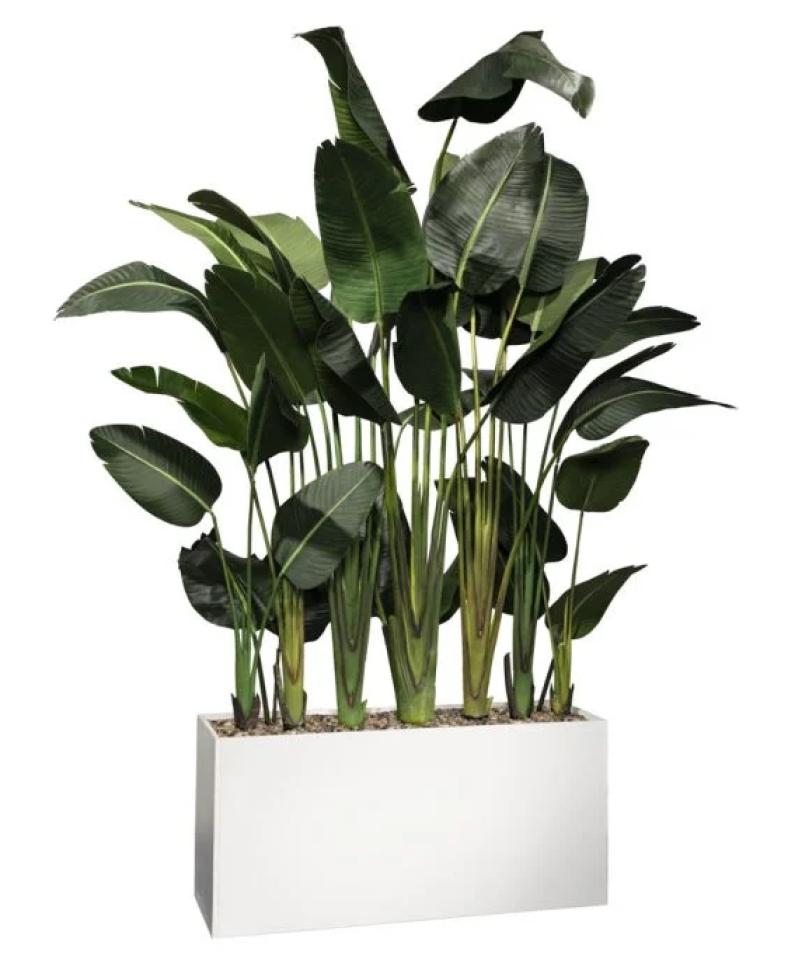 Havana Palm Divider