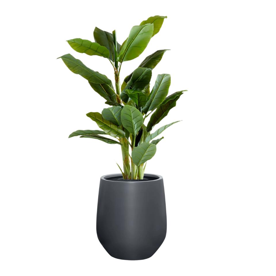 Banana Leaf Tree